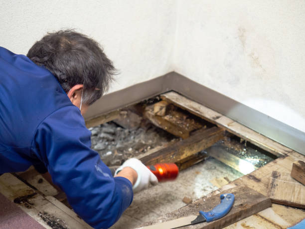 Best Emergency Mold Removal  in Rockville, MD