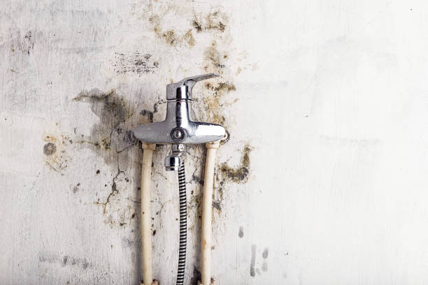 Best Home Mold Removal  in Rockville, MD