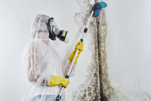  Rockville, MD Mold Removal Pros