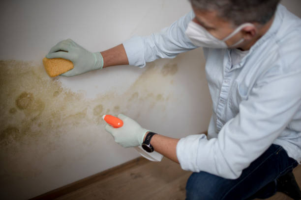 Best Local Mold Removal Service  in Rockville, MD
