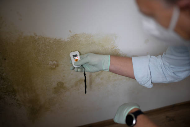 Attic Mold Removal in Rockville, MD