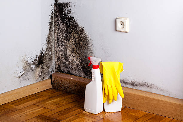 Reliable Rockville, MD Mold Removal Solutions