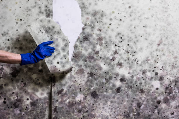 Best Mold Removal Company Near Me  in Rockville, MD